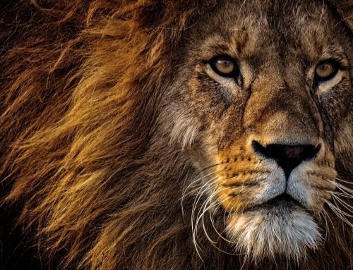 2/12 Leo Full Moon – Change -Ego – Limits