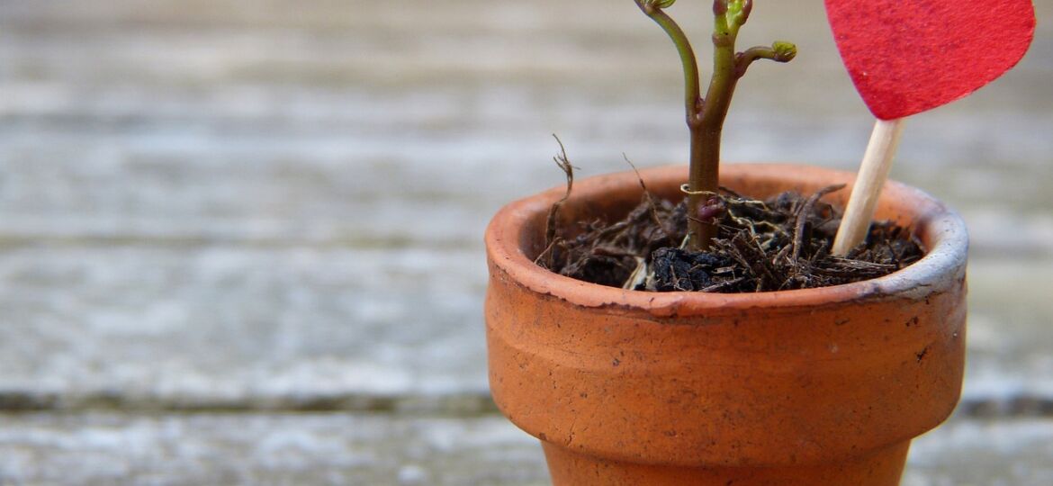 plant-pot-2756428_1280