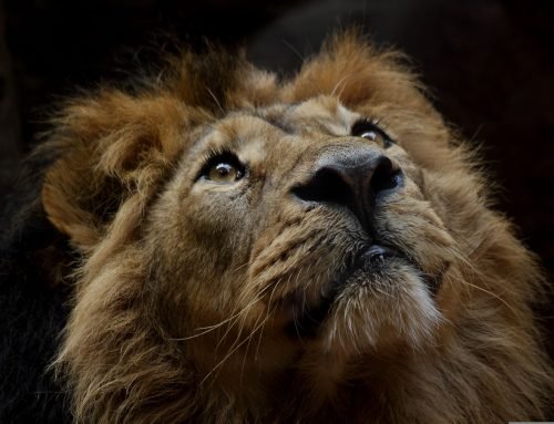 Leo Solar Eclipse: Beyond Superior or Inferior