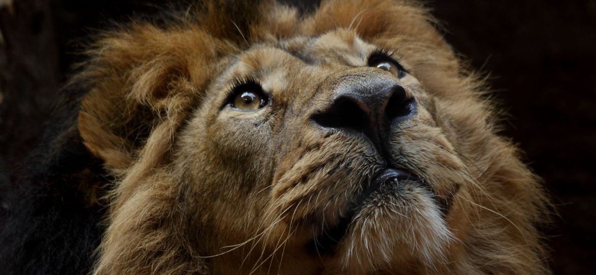 r_winkelmann-lion-3289124